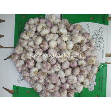 Good Quality Normal Garlic Crop 2020